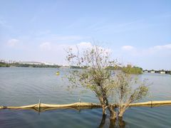 -贡湖湾湿地公园