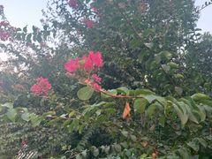 -武汉紫薇都市田园