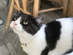 -海边的猫和咖啡馆