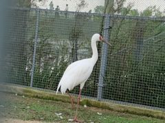 -盐城丹顶鹤湿地生态旅游区