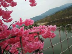 -天适樱花悠乐园