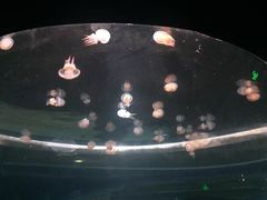 -重庆欢乐海底世界