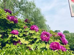 -洛阳市隋唐城遗址植物园