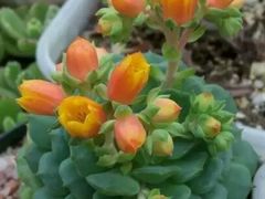 -兰陵国家农业公园