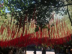 -西双版纳原始森林公园