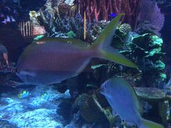 -迪拜帆船酒店海底餐厅