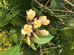 iphone_upload_pic-三亚凤凰水城凯莱度假酒店