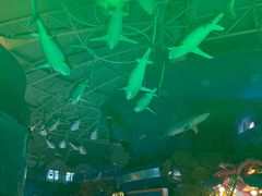 -烟台海昌鲸鲨海洋公园