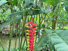 -中国科学院西双版纳热带植物园