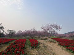 -天适樱花悠乐园