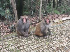 -苏州上方山国家森林公园