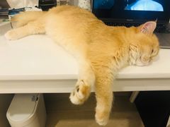 -东方名猫馆·英短金渐层布偶猫舍(环线广场1号楼店)