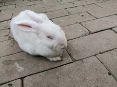 -荆州中山公园动物园