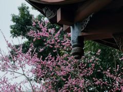 -望江楼公园