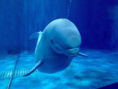 景点-多彩贵州城极地海洋世界