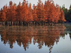 -白鹭湾湿地公园
