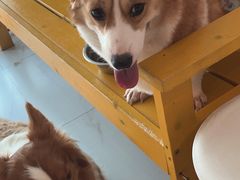 -我爱猫咪·猫咖·狗咖·安哥拉兔·羊驼咖(小寨华旗店)