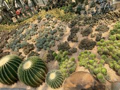 -深圳仙湖植物园