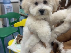 -宠颐生宠物医院外科·内科·皮肤科·影像科(石龙店)