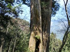 -阿里山神木遗迹