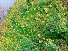 -上海市保健医疗中心(华东疗养院)