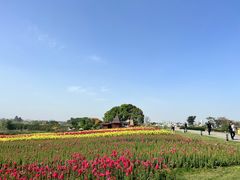 -空港花田景区