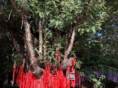 -瑞丽独树成林风景区