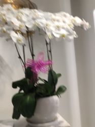 -YESIDO椰岛美容