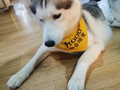 -Husky Go! 哈士奇体验馆·宠物咖啡厅狗咖