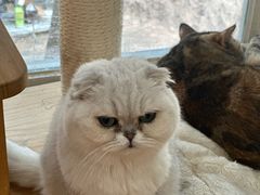 -是阿柴呀！柴犬咖啡·爱喵喵猫咖