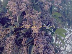 -兰陵国家农业公园