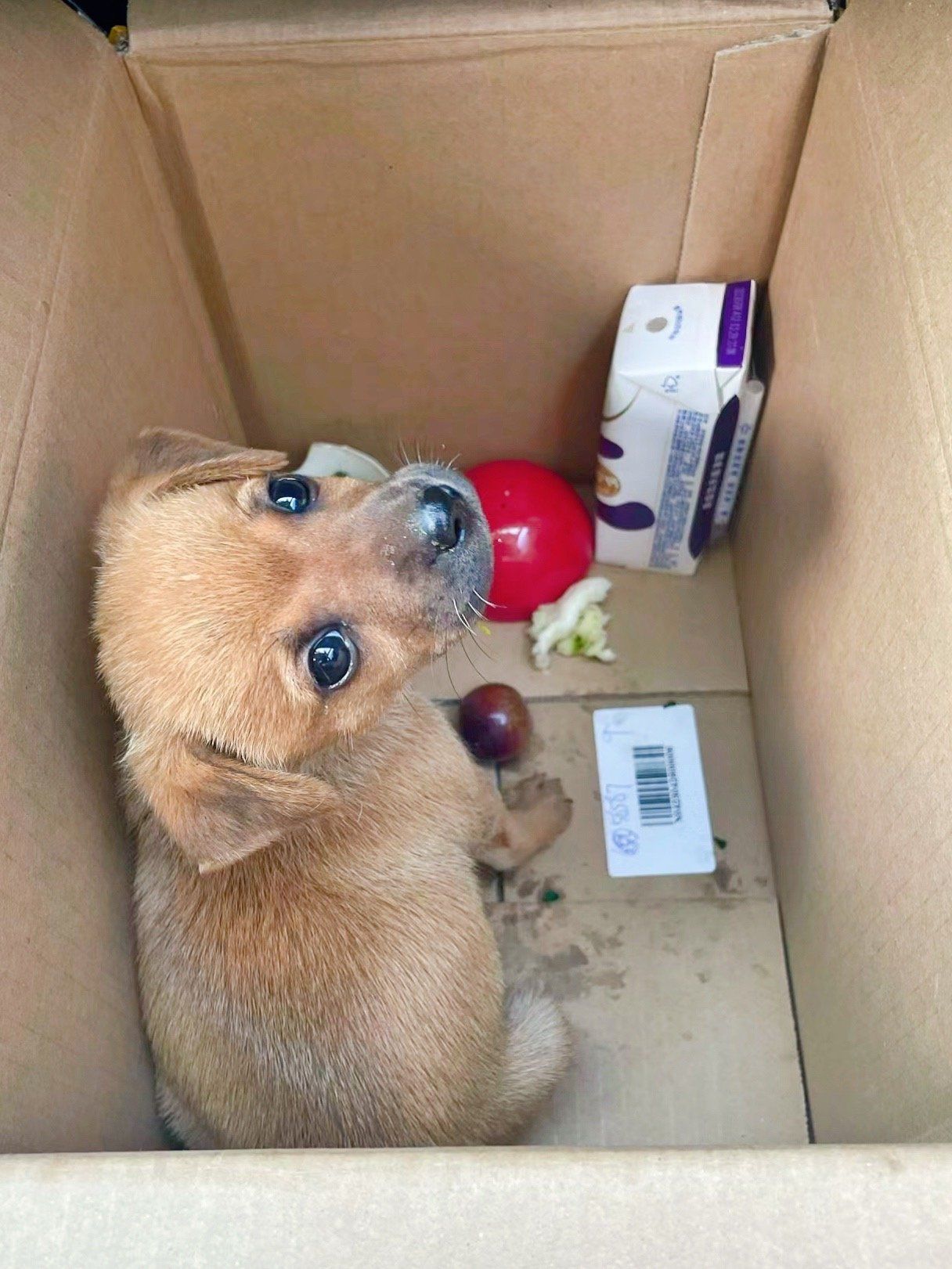 爬山捡到的小狗,一转眼之间长大了!