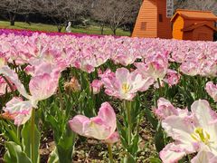 -苏州上方山国家森林公园