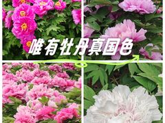 -洛阳市隋唐城遗址植物园