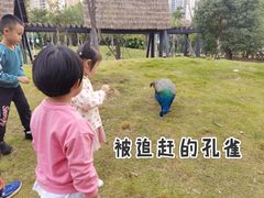 -灵玲国际马戏城