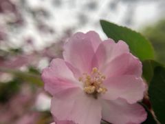 -西湖外事游船(花港观鱼码头)