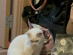 -伟伟宠物医院·瑞派猫友好医院·猫科(光谷店)
