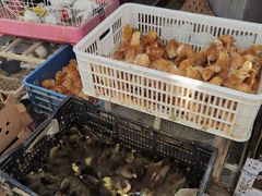 -中环花鸟鱼虫市场