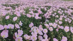 -龙子湖迎宾馆·宴会