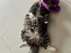 -瑞派长江宠物医院·猫科·外科·24小时夜护(谊城公寓分院)