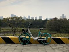 -王借岗森林公园