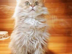 -猫十亿·布偶金渐层·曼基康矮脚猫舍(青年路店)