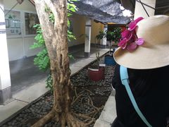 -巴厘岛黄金金兔咖啡工厂