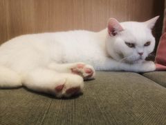-CAT’S MEWSTAR CAFE·喵星球猫屋(晴湾咖啡店)