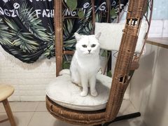 -平行世界·猫咖(首经贸店)