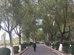 -丁香湖公园