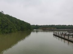 -大湾区中央湿地公园