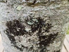 -五营红松林海景区