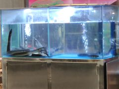 水产区-本炙炭烤·蒲烧活鳗料理店(金沙洲店)