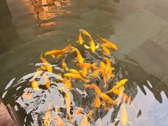 -觀芷隐轩